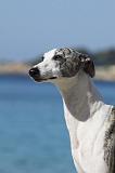 WHIPPET 241